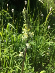 Pedicularis dolichorrhiza