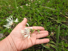 Centaurea cheiranthifolia