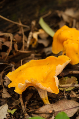 Craterellus odoratus