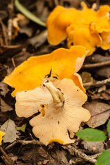 Craterellus odoratus