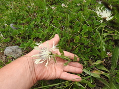Centaurea cheiranthifolia