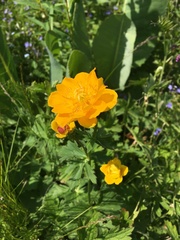 Trollius dschungaricus