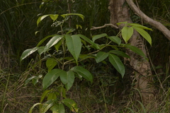 Melicope elleryana