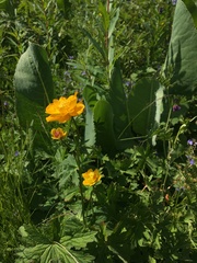 Trollius dschungaricus