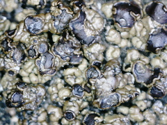 Protoparmelia badia