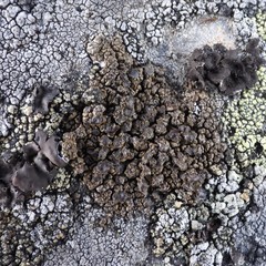 Protoparmelia badia