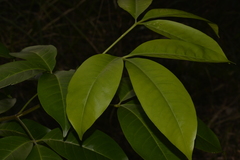 Melicope elleryana