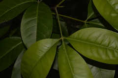 Melicope elleryana