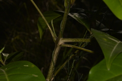 Melicope elleryana