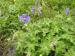 Geranium gymnocaulon