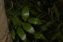 Geitonoplesium cymosum