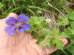 Geranium gymnocaulon