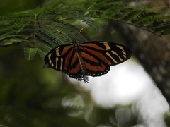 Lycorea halia atergatis