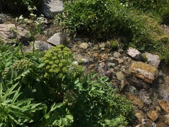 Archangelica brevicaulis