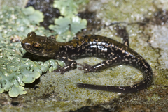 Plethodon petraeus