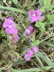 Pedicularis sylvatica