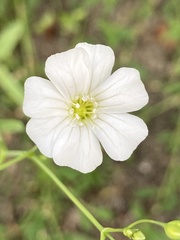 Gypsophila elegans