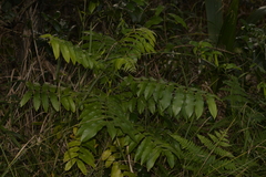 Dysoxylum mollissimum