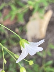 Gypsophila elegans