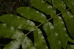 Dysoxylum mollissimum