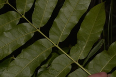 Dysoxylum mollissimum