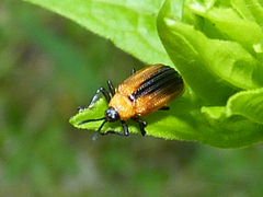 Odontota dorsalis