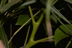 Dysoxylum mollissimum