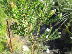 Phylica pinea