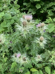 Cirsium obvallatum