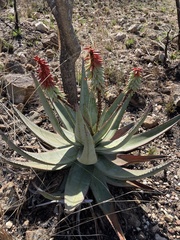 Aloe petricola