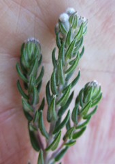 Phylica pinea