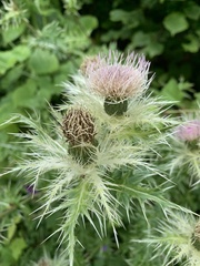 Cirsium obvallatum