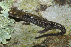 Plethodon petraeus