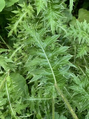 Cirsium obvallatum