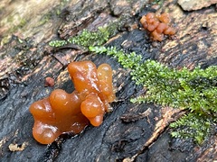 Phaeotremella fimbriata