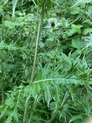 Cirsium obvallatum