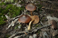 Cortinarius eartoxicus
