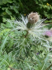 Cirsium obvallatum