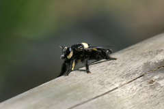 Hyperechia marshalli