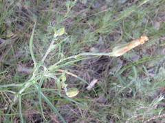 Tragopogon ucrainicus