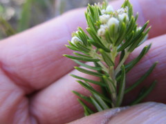 Phylica confusa