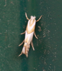Phyllonorycter roboris