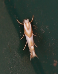Phyllonorycter roboris
