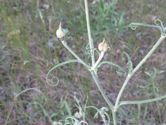 Tragopogon ucrainicus