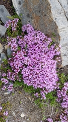 Thymus altaicus