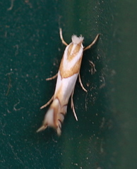 Phyllonorycter roboris