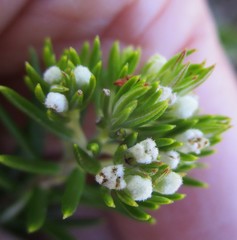 Phylica confusa