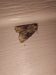 Lateroligia ophiogramma