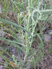 Tragopogon ucrainicus