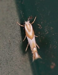 Phyllonorycter roboris